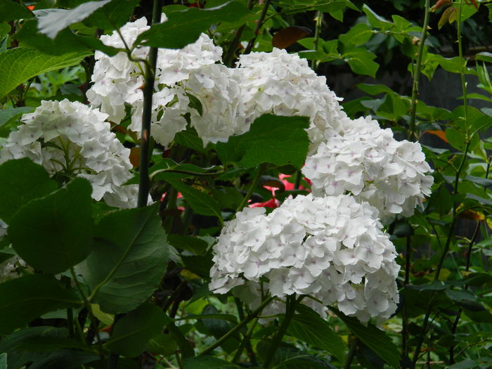 DSCN8741