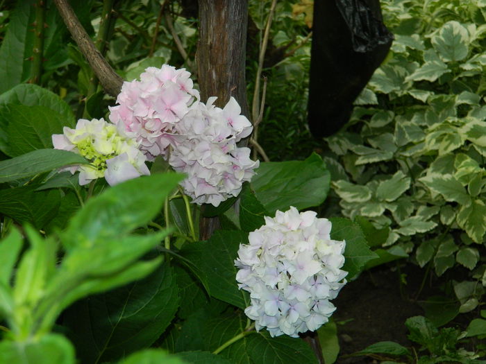 DSCN8743 - HORTENSIA_2014