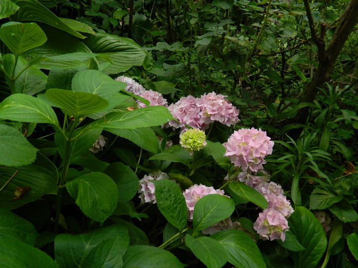 DSCN8759