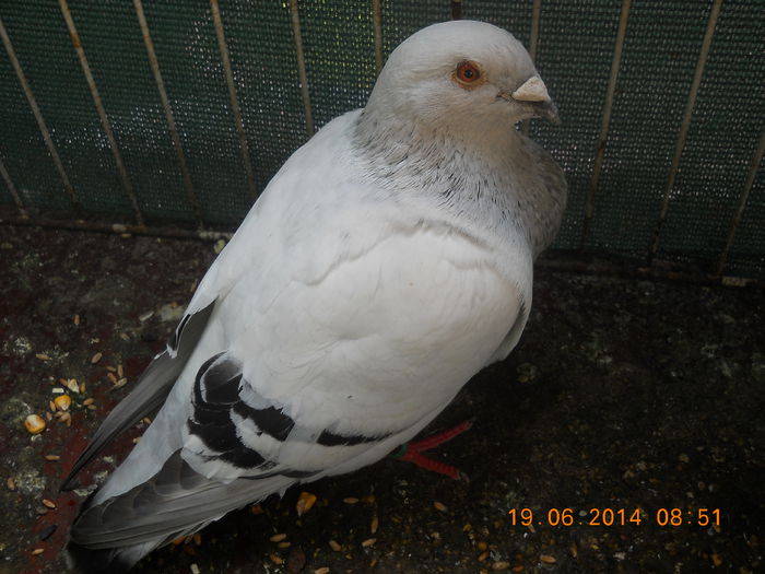 de prin curte 097 - Porumbei veniti 2014