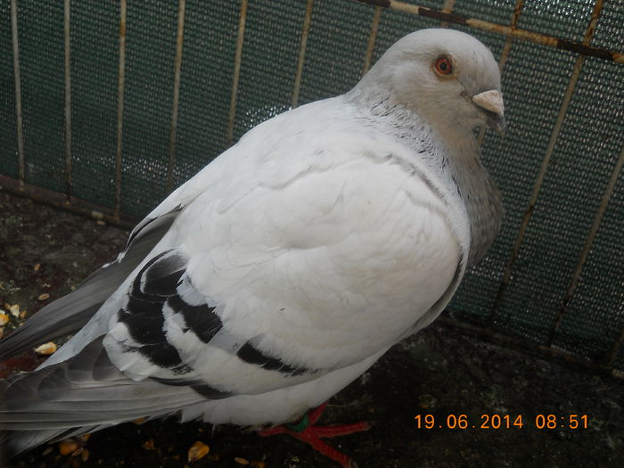 de prin curte 098 - Porumbei veniti 2014
