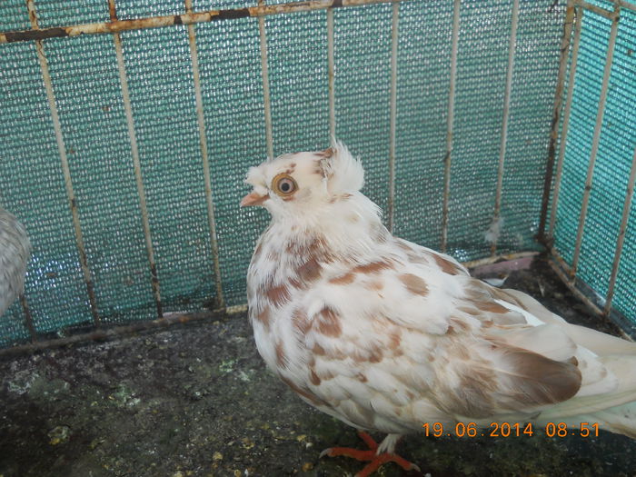 de prin curte 099 - Porumbei veniti 2014