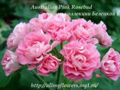 australian   pink rosebud - B muscate