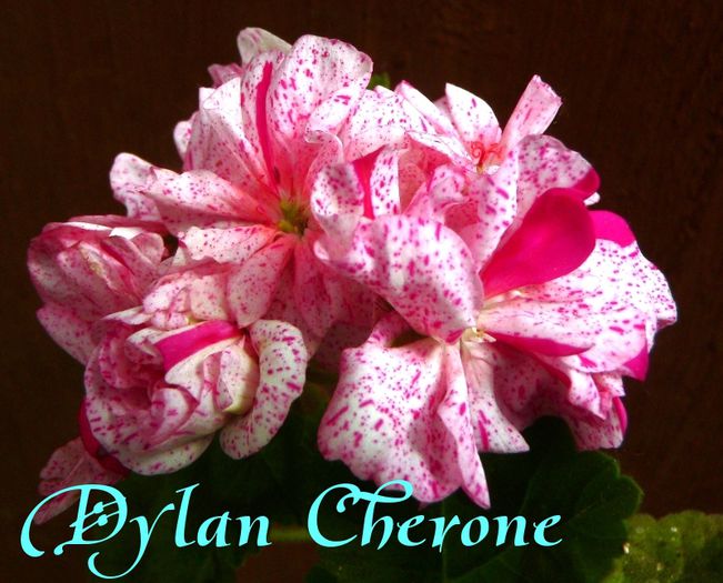 Dylan Cherone1 - B muscate