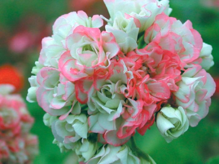 appleblossom-rosebud- - B muscate