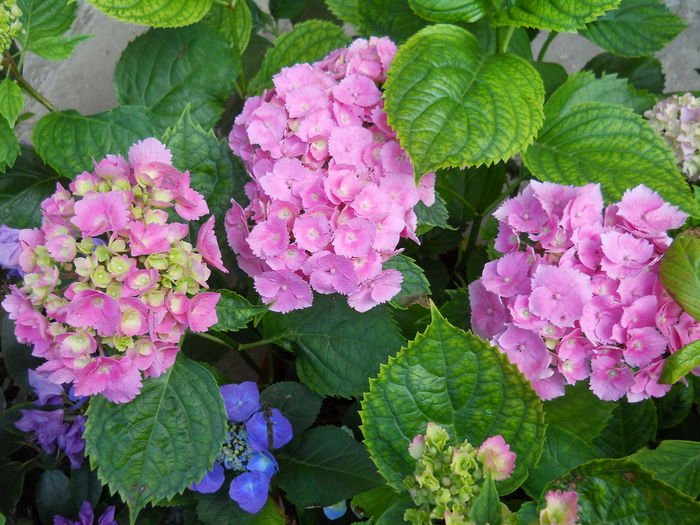 DSCN4086_029 - hortensia 2