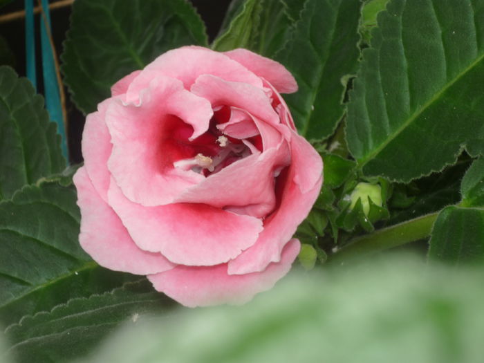 Gloxinia - Flori 2014 - A doua parte