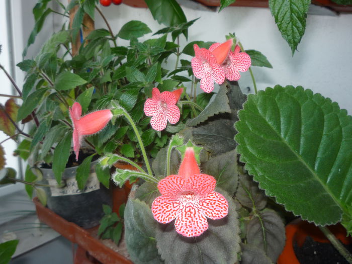 Kohleria Sunshine - Flori 2014 - A doua parte