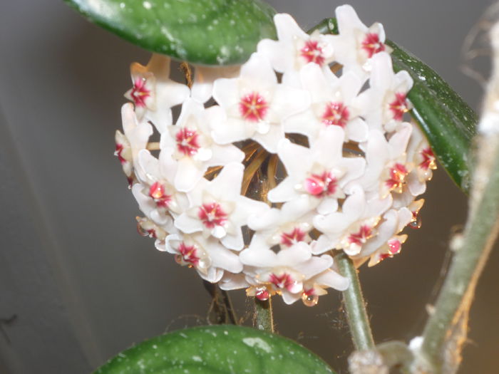 Hoya