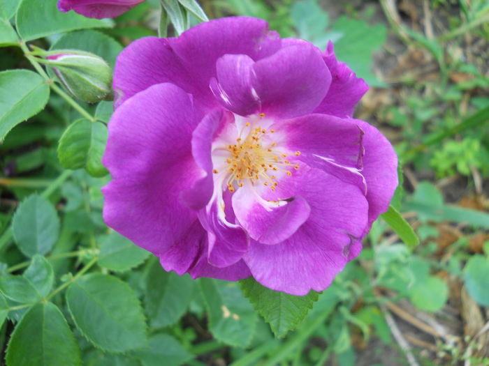 rhapsodyinblue - trandafiri noi pentru gradina mea