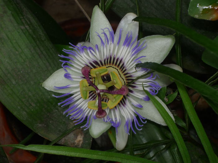Pasiflora - Flori 2014 - A doua parte