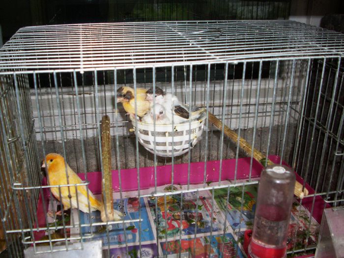 CANARI LA CUIB 2014 013