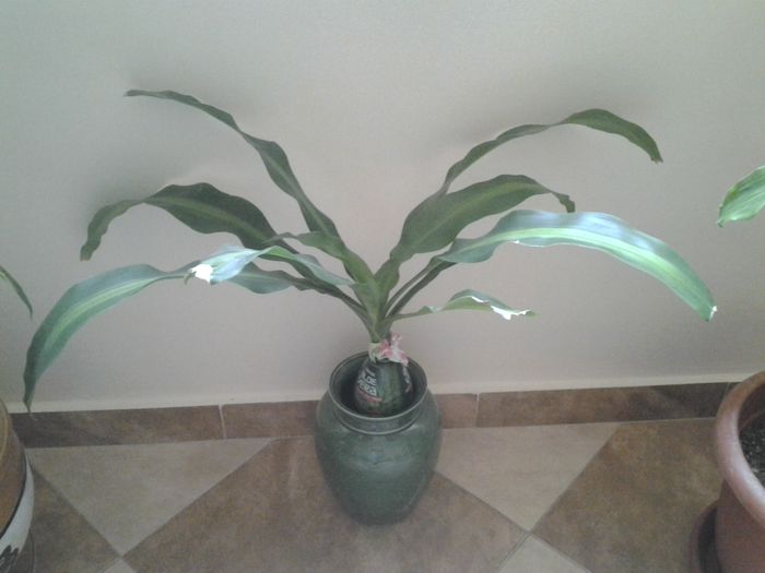 dracena inradacinata --data..