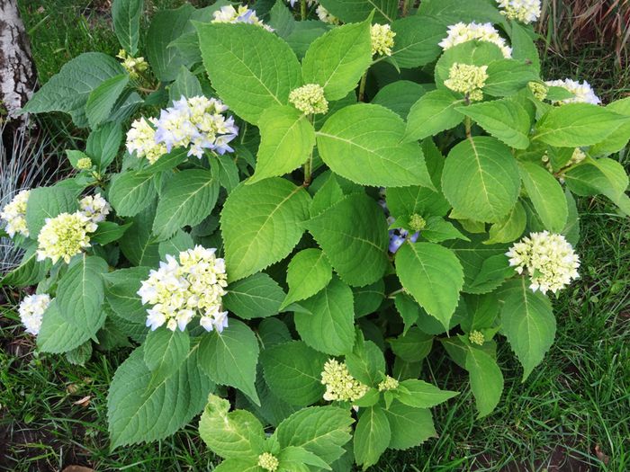 Endless Summer albastra