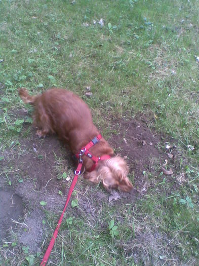 Image006 - scumpa mea  BOGGY