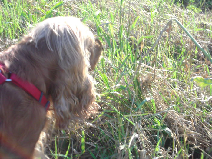 DSCF6230 - scumpa mea  BOGGY