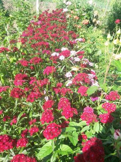 20140612_164739 - flori de gradina 2014