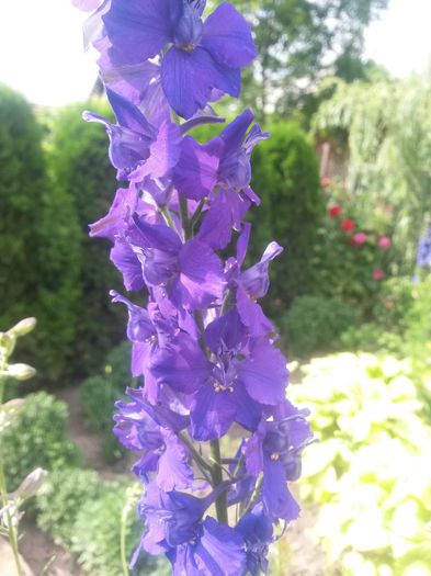 20140616_164058 - flori de gradina 2014