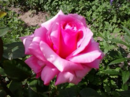 2014-05-22 11.10.03 - Floricele de gradina