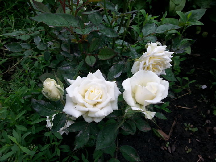 20140601_150616 - miniaturi