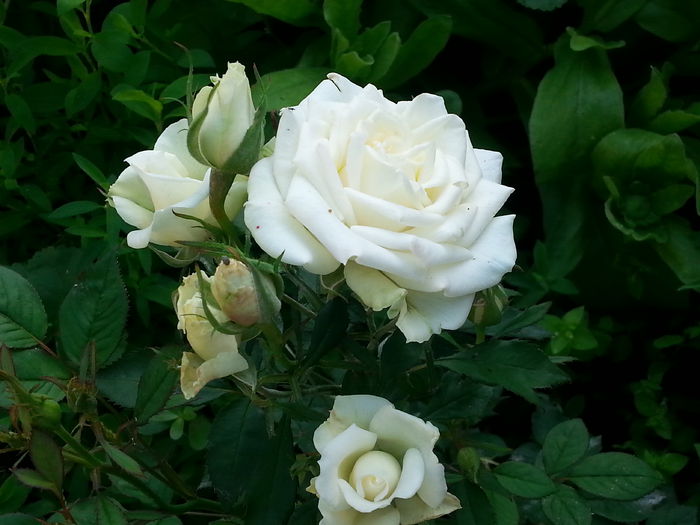 20140607_081950 - miniaturi