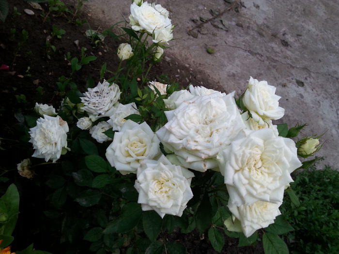 20140613_201448 - miniaturi