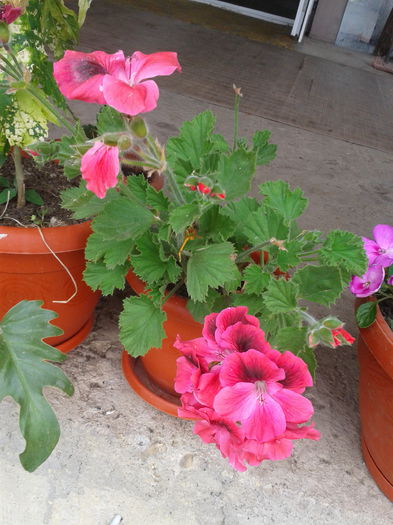 pelargonum - muscate pierdute