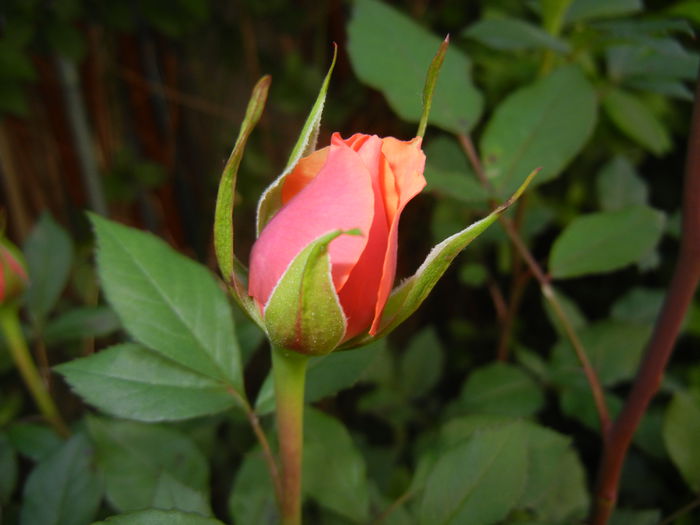 Orange Miniature Rose (2014, May 21)