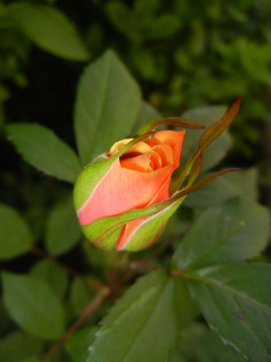 Orange Miniature Rose (2014, May 21)