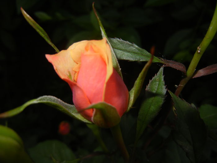 Orange Miniature Rose (2014, May 24)