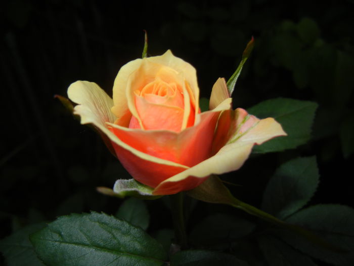 Orange Miniature Rose (2014, May 24) - Miniature Rose Orange