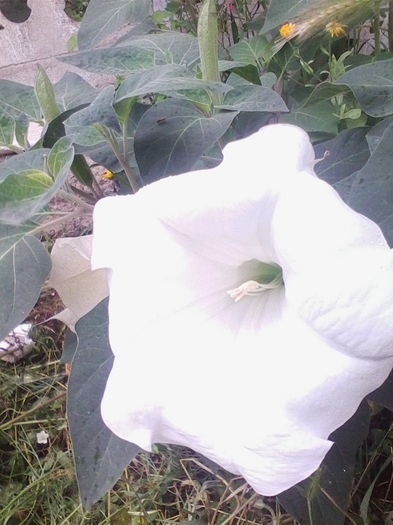 datura de gradina - a-a VARA-FLORI-2014