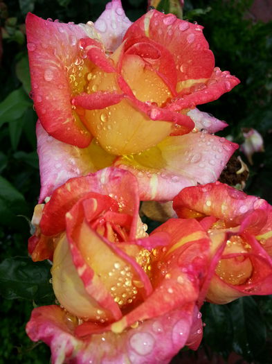 6 25lei - Trandafiri de vanzare