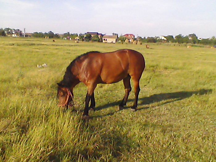 7 ani - calul meu