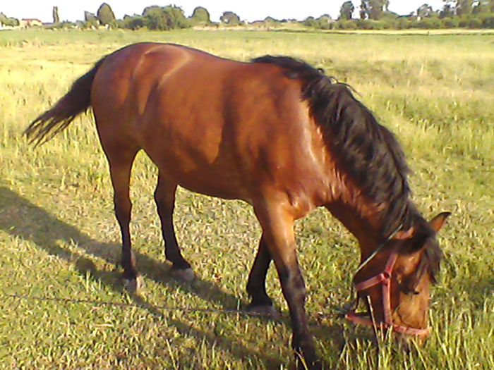 IMG0054A - calul meu