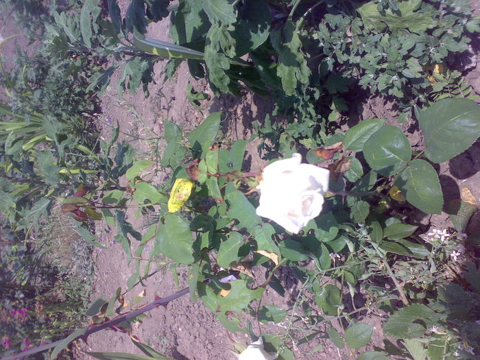 alb - trandafiri 2015