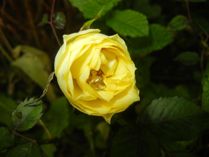Yellow Miniature Rose (2014, May 21)