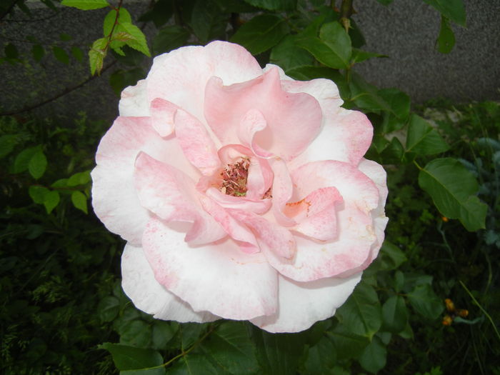 Rose Queen Elisabeth (2014, May 29)