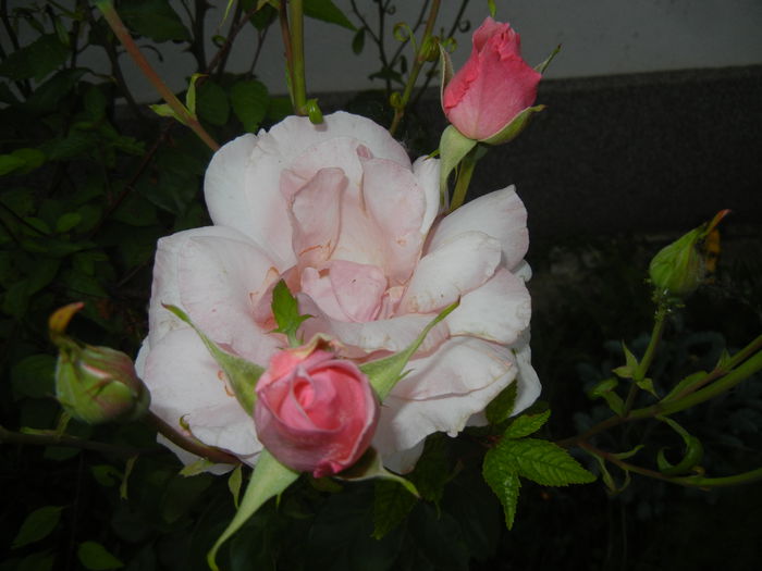 Rose Queen Elisabeth (2014, May 29)