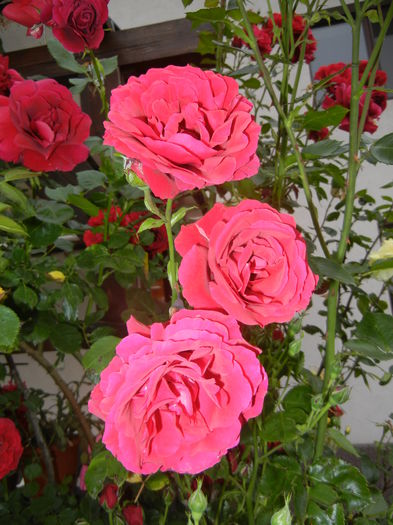 Rose Blaze Superior (2014, May 29) - Rose Blaze Superior