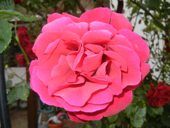 Rose Blaze Superior (2014, May 29) - Rose Blaze Superior