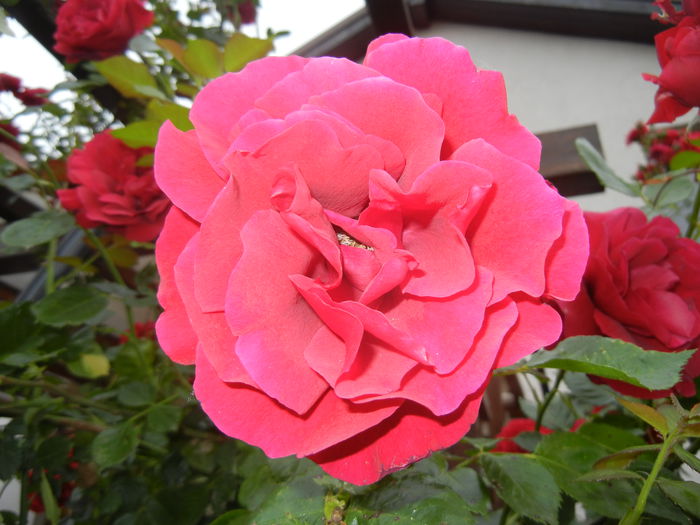 Rose Blaze Superior (2014, May 29)