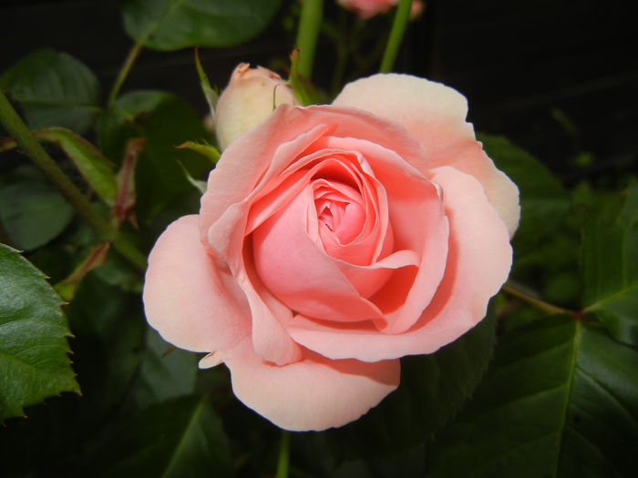 Rose Pleasure (2014, May 29) - Rose Pleasure
