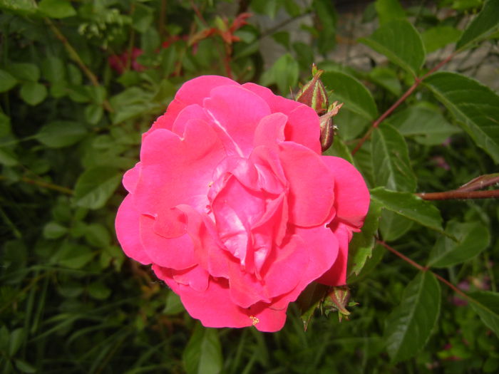 Rose Leipzig (2014, May 29)