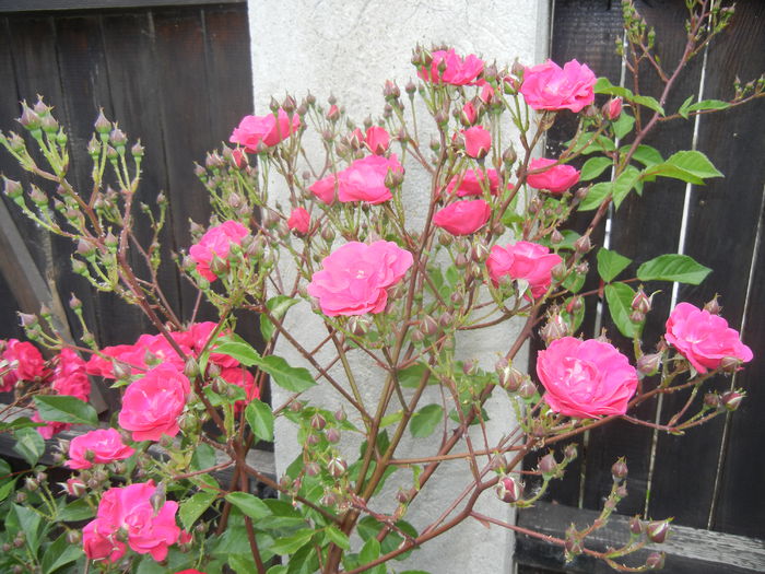 Rose Leipzig (2014, May 29)