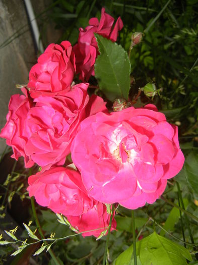 Rose Leipzig (2014, May 29) Rose Leipzig (2014, May 29)