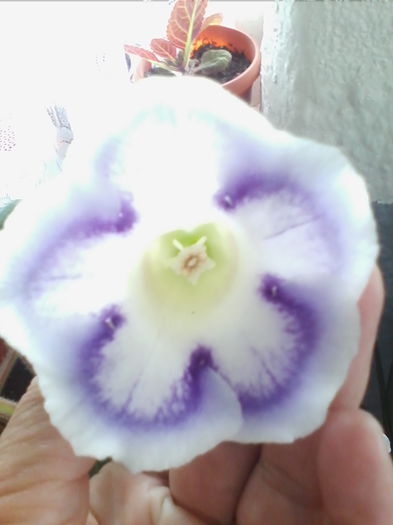 IMG_20140619_162641 - gloxinia 2014