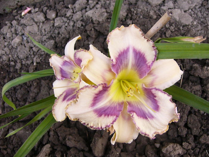 Hemerocalis