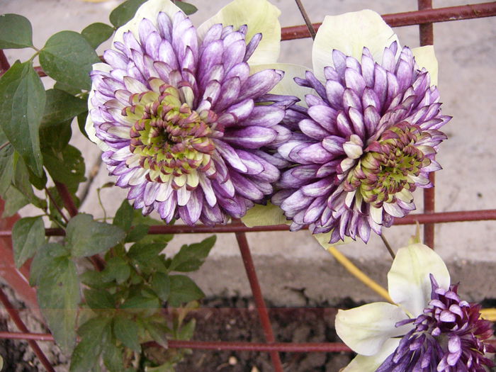 Clematis Vienetta - Anul 2014 III