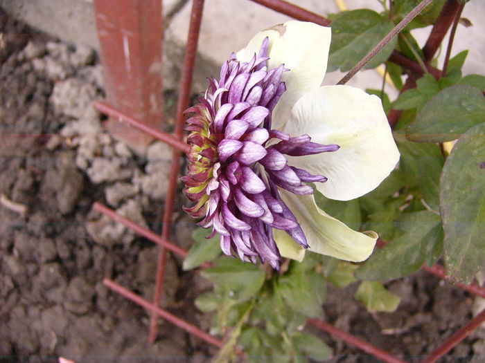 P1220583 - Anul 2014 III